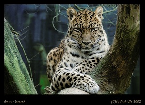 Leopard ZOO