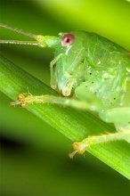 Südliche Eichenschrecke (Portrait)