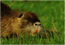 nutria