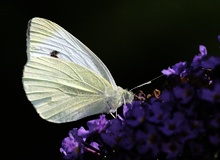 Schmetterling ND