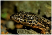 Mauereidechse (Podarcis muralis sp.)