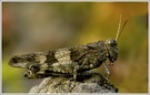 Blauflügelige Ödlandschrecke (Oedipoda caerulescens)