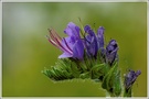 Gemeiner Natterkopf (Echium vulgare)
