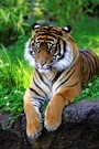 Sumatra-Tiger  ZO