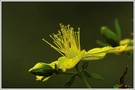 Johanniskraut (Hypericum perforatum)