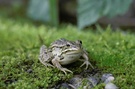 Teichfrosch ND