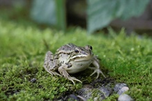 Teichfrosch ND