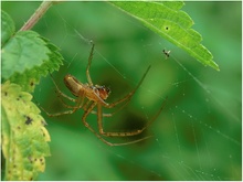 Streckerspinne (Tetragnatha extensa) ND