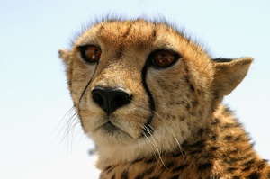 Gepard