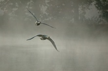 Flug im Nebel ND