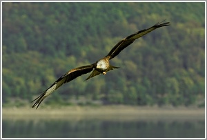 Greif über dem Edersee (Rotmilan)