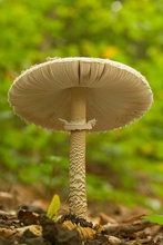 Pilz [ND]