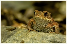 Erdkröte (Bufo bufo)