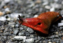 Rote Wegschnecke ND