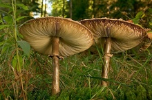 unbekannte Pilze