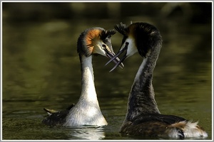 Haubentaucher (Podiceps cristatus), Balz