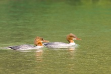 Gänsesäger ND