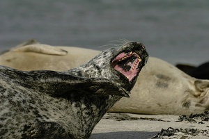 Seehunde auf Helgoland ND