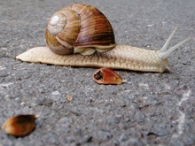 Schnecke