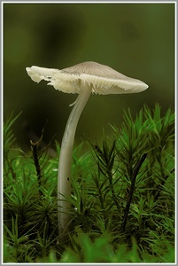 Unbekannter Pilz