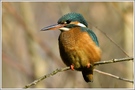 Eisvogel (Alcedo atthis)