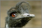 emu rocks the house
