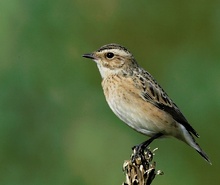 Braunkehlchen Saxicola Rubetra  ND