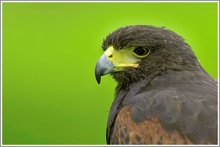 Wüstenbussard (Parabuteo unicinctus)