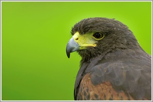 Wüstenbussard (Parabuteo unicinctus)