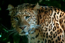 Sibirischer Leopard