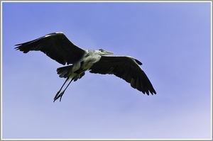 Graureiher (Ardea cinerea)