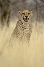 Gepard ND