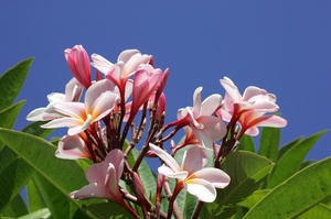 Blühte auf Madeira