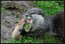 Otter [ZO]