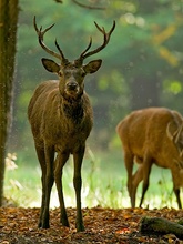 Hirsch [ZO]