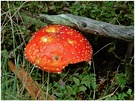 Fliegenpilz (Amanita muscaria)  ND