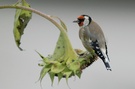 Stieglitz (Carduelis carduelis) ND