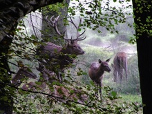 Familie Hirsch