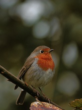 Rotkehlchen [ND]