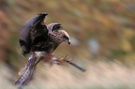 Black Kite