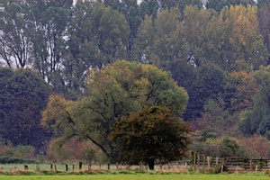 Herbst in der Ruhraue Mülheim