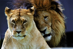 Löwen-Liebe
