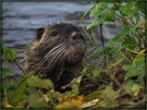 Nutria ND