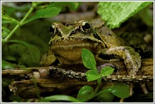 Grasfrosch (Rana temporaria)