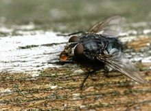 Graue Fleischfliege mit ?-Saft  ND