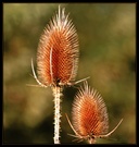 Wilde Karde (Dipsacus sylvestri) ND