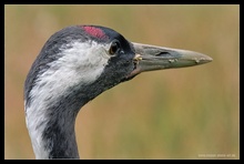 Vogel des Glücks  - ZO -