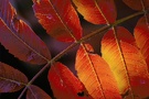 Herbstleuchten