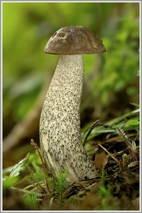 Birkenpilz (Leccinum scabrum)