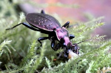 Schluchtenwald Laufkäfer (Carabus irregularis) ND